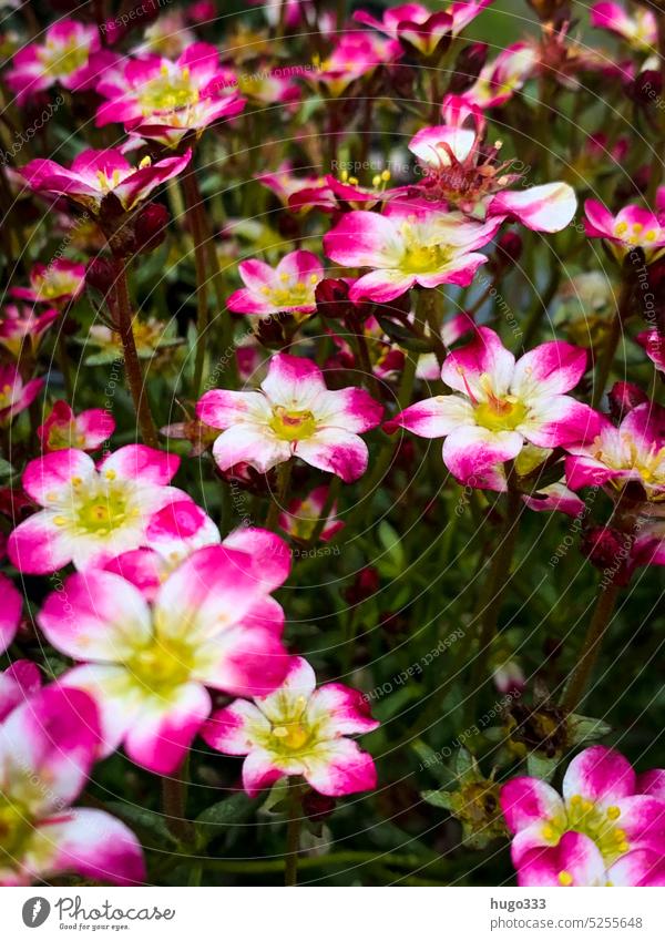 Saxifrage 2 stone saxifrage Saxifrage plants Nature Exterior shot Colour photo Plant Flower Close-up Blossom Garden Blossoming Detail Summer Spring