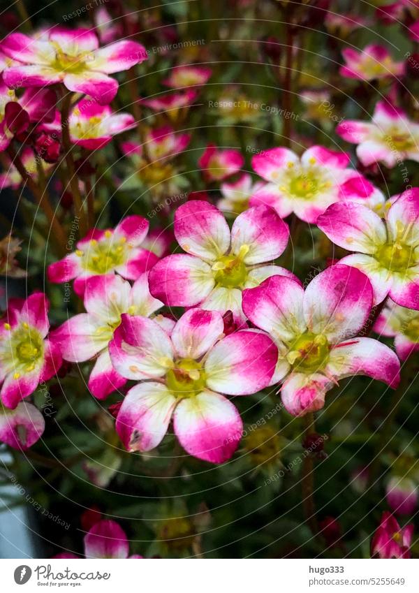 Saxifrage stone saxifrage Saxifrage plants Nature Exterior shot Colour photo Plant Flower Close-up Blossom Garden Blossoming Detail Summer Spring Blossom leave