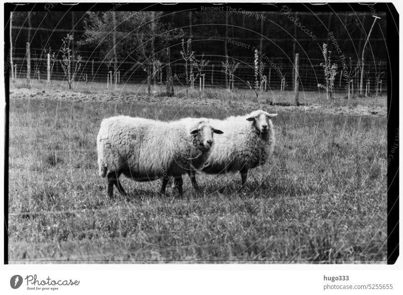 sheep Sheep black-and-white Wool Flock Group of animals Meadow Farm animal Nature Landscape Exterior shot Deserted Willow tree Animal Agriculture