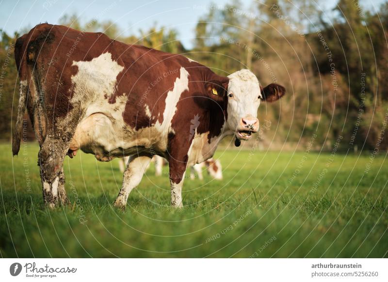 Brown spotted cow grazing on meadow in the morning looking at camera Cow Cattleherd Cowhide cow pasture Cow markings Animal Animal face Love of animals
