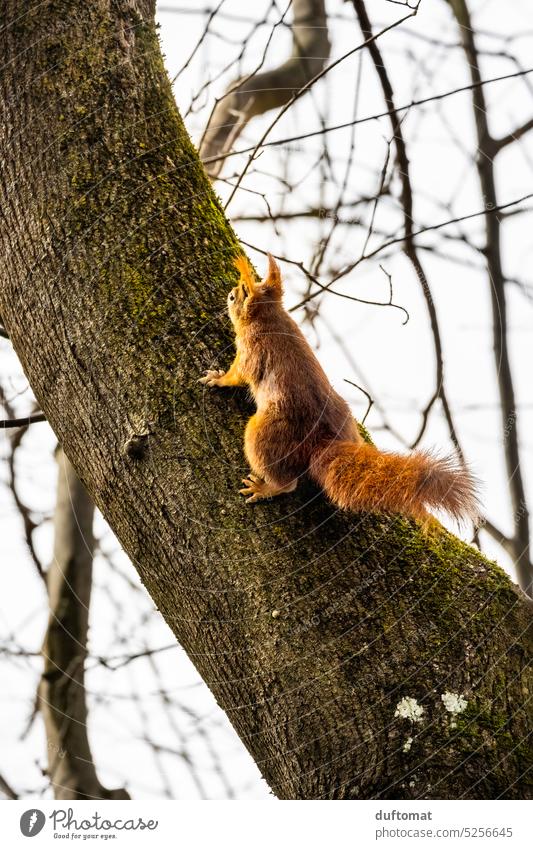 Squirrel climbing up tree trunk Tree trunk Rodent Brown Mammal Small Wild animal Cute Animal Nature Pelt Exterior shot cute Tails Forest To feed Animal portrait