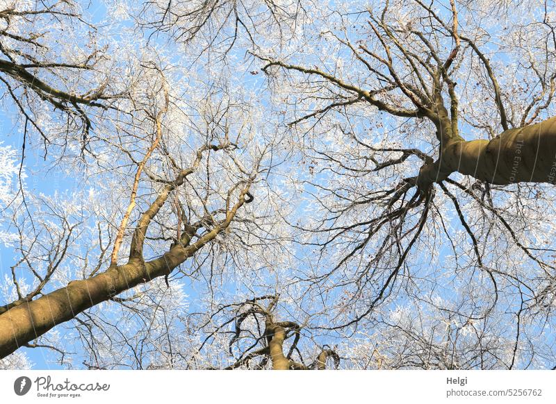 Frog perspective | bare trees with hoarfrost against blue sky Winter Hoar frost Bleak Sky Blue Worm's-eye view Tree trunk Frost chill Nature Exterior shot Cold
