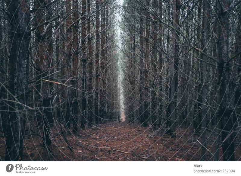 Deep dark pine forest with path, in Bakony Mountain and Forest in Hungary trees fog winter Pine woods cold branches landscape foliage hungary nature horror