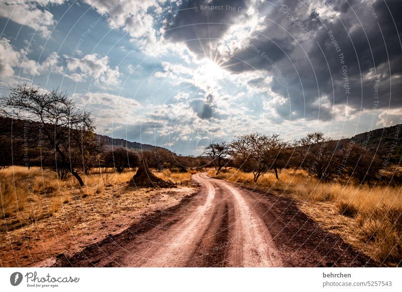 wild namibia Back-light Sun Clouds Waterberg Africa Namibia Landscape Wanderlust Sky Lanes & trails Vacation & Travel Far-off places Tree Warmth especially