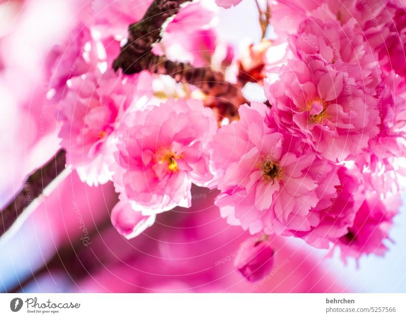 That's spring! Splendid luminescent Blossoming blossoming splendour splendid Ornamental cherry Cherry Pink Garden petals Blossom leave Nature Delicate