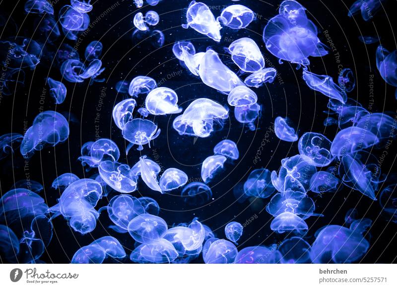 group snuggling Illuminate Fluorescent underwater world Elegant Esthetic Jellyfish Aquarium Underwater photo Nature Animal Water Ocean Wild animal