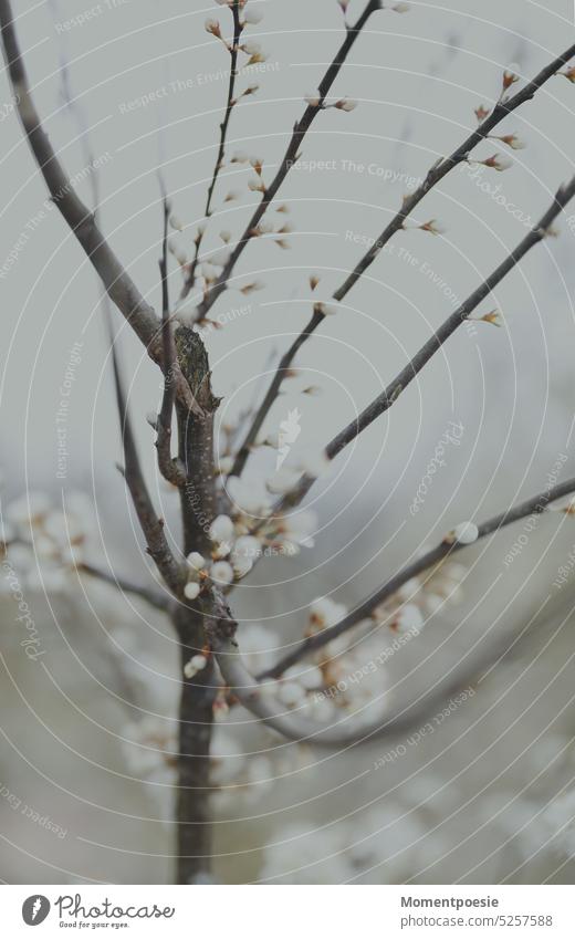 Branches, delicate buds and flowers White Delicate Spring Blossom heyday melancholy Nature Plant pretty Blossoming Exterior shot Spring fever Flower Garden