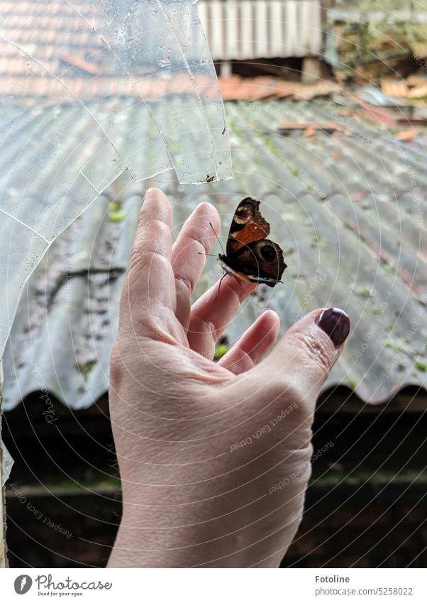 This peacock hibernated in a lost place. Only it could not find the exit anymore. I took the butterfly carefully on my hand and put it through a broken window pane outside into freedom.