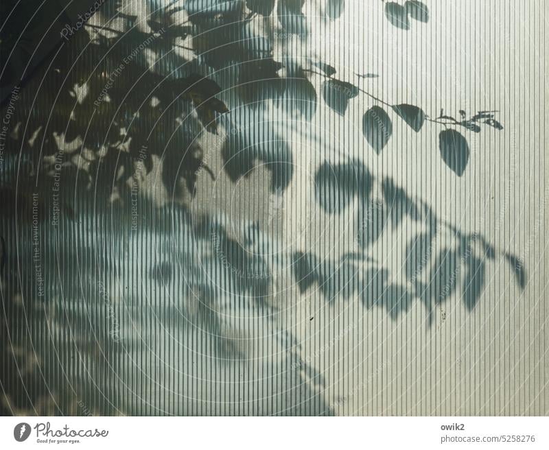 Intimative Shadow play Glass wall twigs leaves Hazy Translucent textured glass Detail Deserted Colour photo Structures and shapes Mysterious Calm Exterior shot