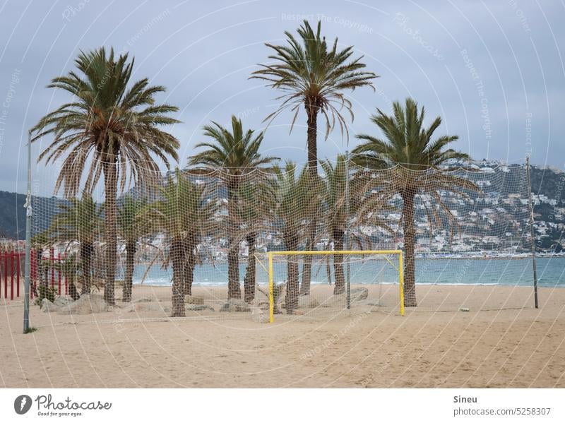 Spanish palms Spain Beach Ocean Volleyball Net Goal Wind Autumn