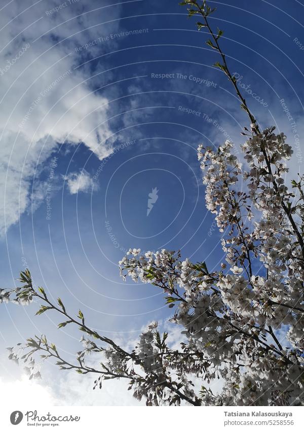 Blossoming branches of Japanese cherry or sakura against the blue sky during spring blossom blossoming cherry blossom tree clouds white springtime Spring flower