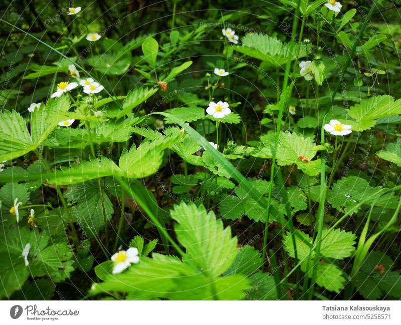 Close up of blooming wild strawberries in early summer. Fragaria vesca, commonly called the wild strawberry, woodland strawberry, Alpine strawberry, Carpathian strawberry or European strawberry