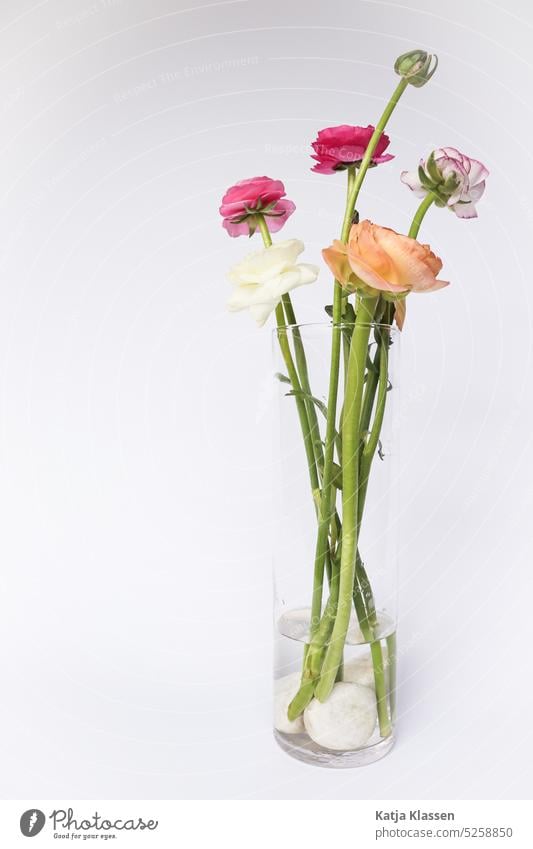 Transparent flower Stock Photos, Royalty Free Transparent flower Images