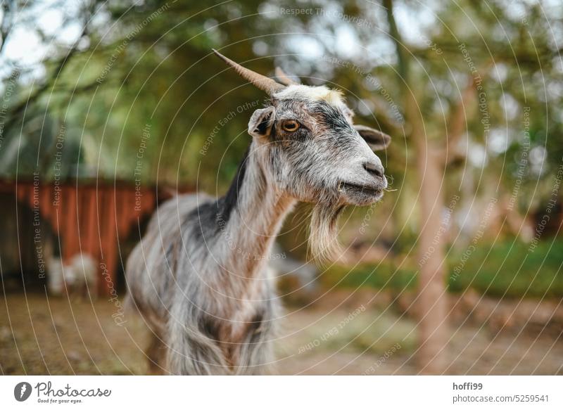 Eye contact with a goat eye contact Farm animal Animal portrait Looking Animal face Pelt Curiosity Exterior shot Looking into the camera