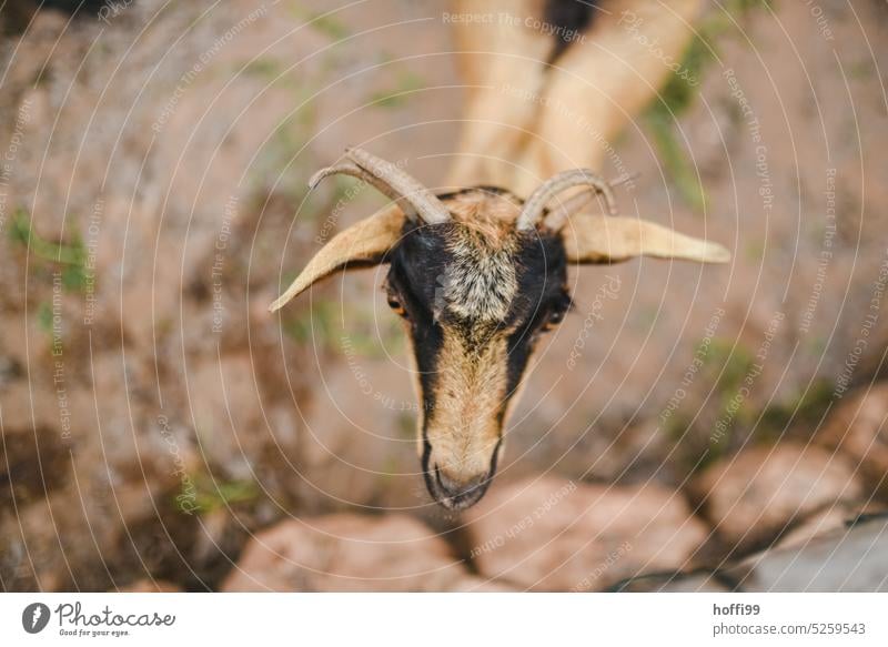 Goat from above goat Farm animal Animal portrait Looking Animal face Pelt Curiosity Exterior shot Looking into the camera Brown