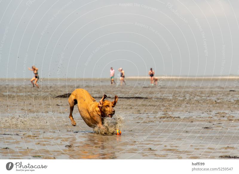 a dog playing ball in the mudflats Mud flats Dog mudflat hiking tour Low tide North Sea ebb and flow Horizon Tide Playing Animal Pet Beach Animal portrait Water
