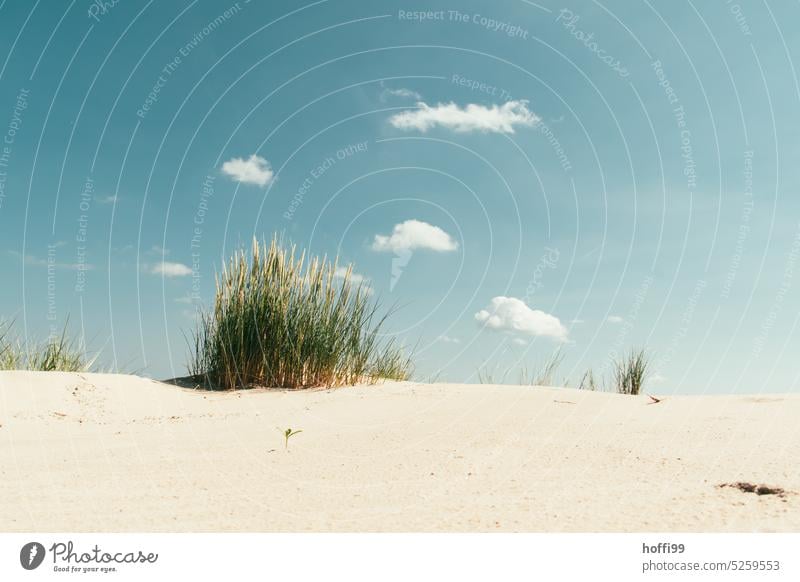 Strandhafer auf einer Sanddüne vor blauem Himmel mit kleinen weissen Wölkchen Sanddünen Dünengras wolken himmel strand Sommer Sonne Sonnenschein sonne sommer