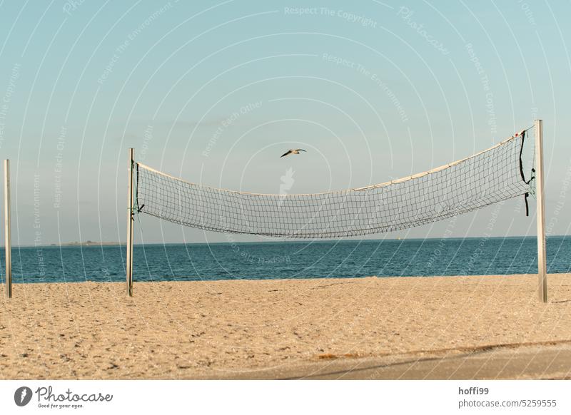 Volleyball net with seagull on empty beach Volleyball court Beach Summer Summer vacation Deserted Vacation & Travel Gull birds Blue sky Summery Summer's day