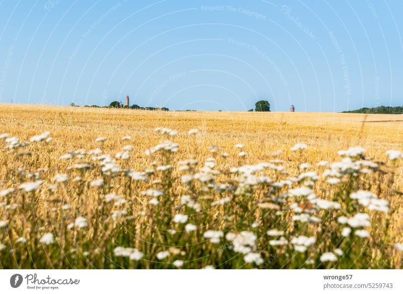 Summer at Cape Arkona Cap Arcona Lighthouse bearing tower Field Margin of a field Field margins Rügen Deserted Landscape Mecklenburg-Western Pomerania Horizon