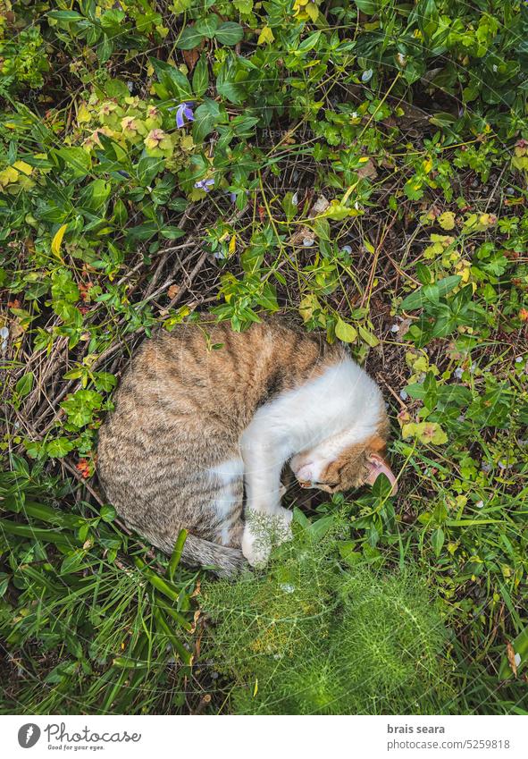 High angle view of a cat resting on field ground sleep animals kitty rural sleeping cat feline funny tired friend napkin fur kitten dreaming adorable