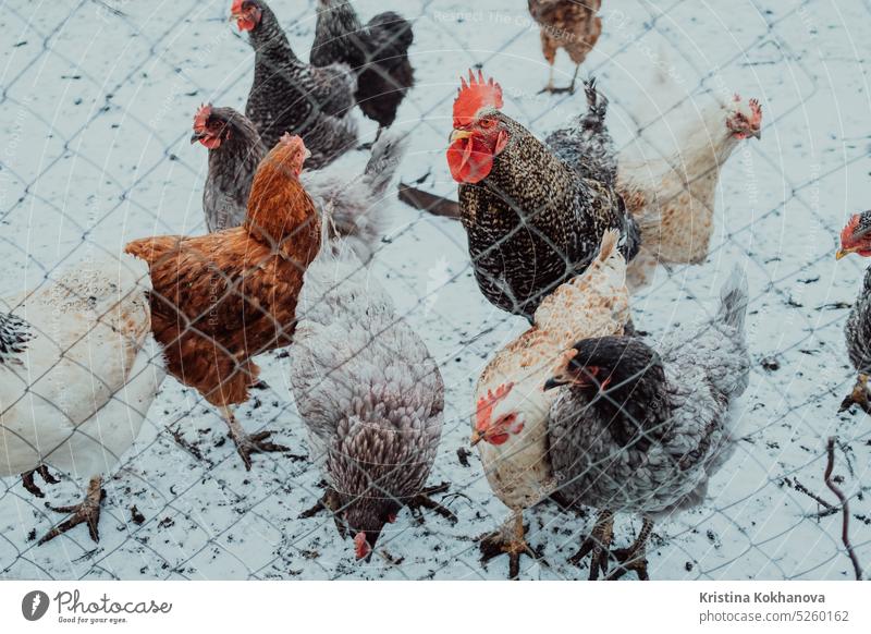 Poultry behind the fence. Close up of domestic chicken at farm. Industrial chicken hen for egg production. Hens feeding. animal bird agriculture poultry