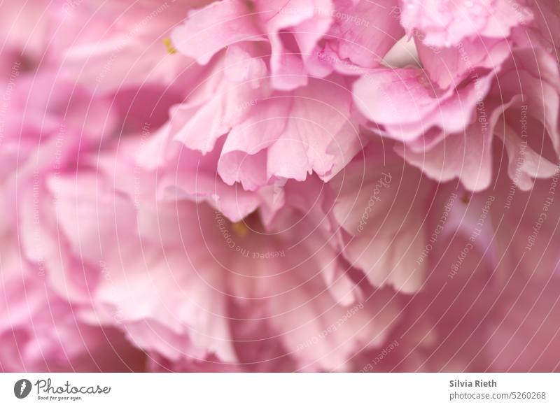 close up pink ornamental cherry flowers Pink pink background Blossom Spring Nature Blossoming Flower Plant naturally pretty Colour photo Garden Close-up