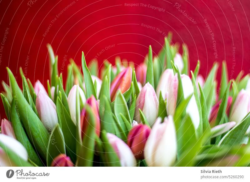 Bouquet of tulips against red background Spring Tulip Blossom Flower Tulip blossom Spring fever Nature Decoration Close-up Interior shot Plant Blossoming
