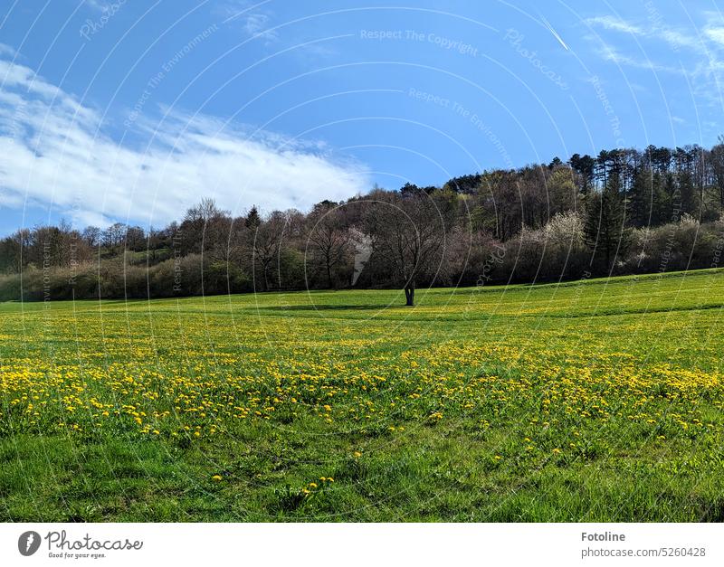It is spring. In front of a forest is a large meadow covered with thousands of dandelion flowers. Meadow Dandelion Flower Nature Green Yellow Spring Plant Grass