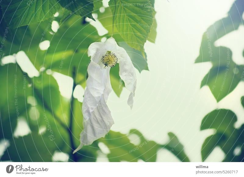 Handkerchief tree flower tissue tree pigeon tree Davidia Bracts Spring Blossom Blossoming White