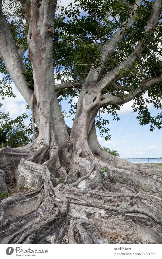 Brown woolly fig tree Ficus drupacea in Bonita Beach, Florida Fig tree brown wooly fig tree flora nature big roots tropical tree tropical foliage