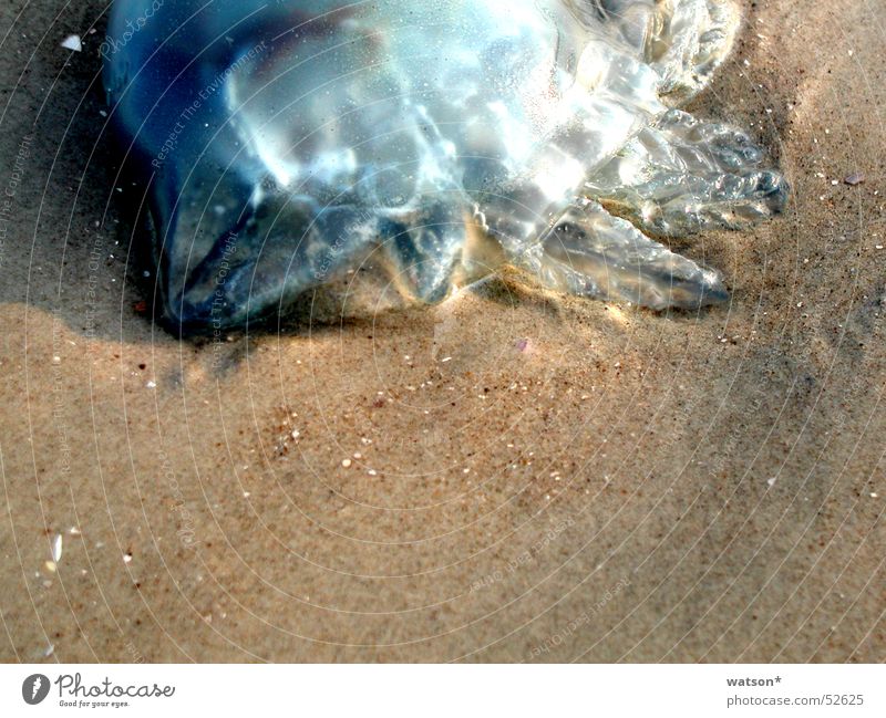 jellyfish Jellyfish Ocean Beach Smoothness Grain Animal Living thing Sand Death