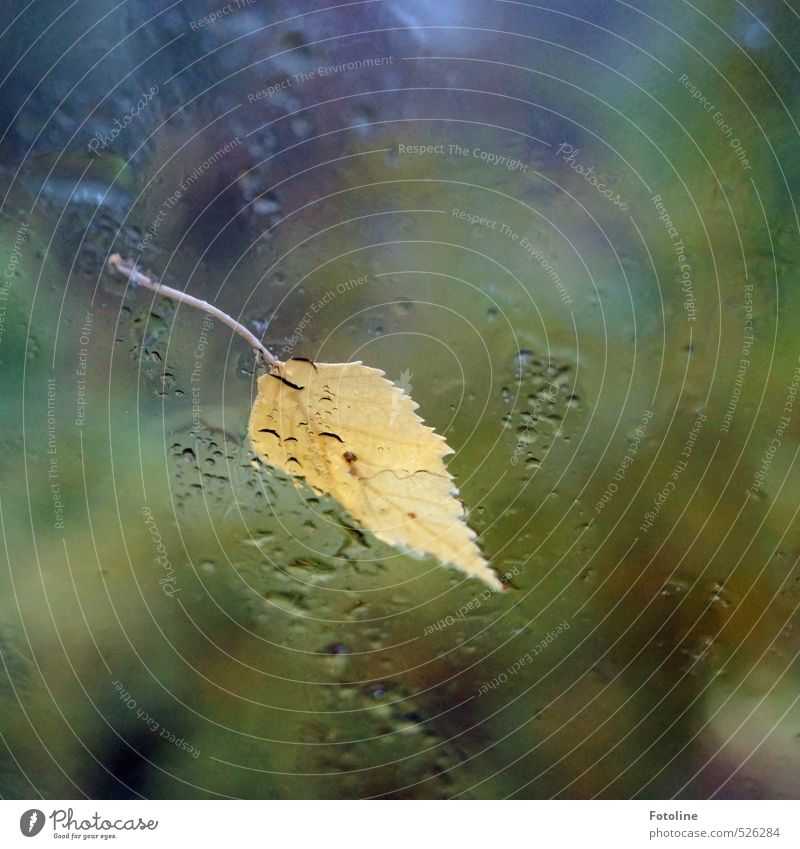 November weather Environment Nature Plant Elements Water Drops of water Autumn Weather Bad weather Rain Leaf Bright Near Wet Natural Yellow Birch leaves