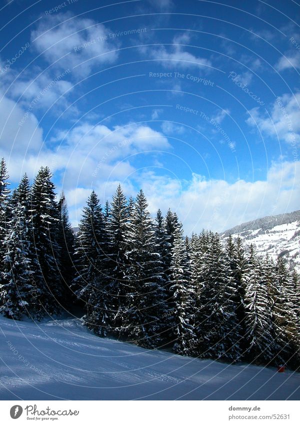 ski-bound Skis Driving White Clouds Steep Fir tree Tree Austria Federal State of Styria Mount Kreischberg Blue Sky Sun Ski run Snow