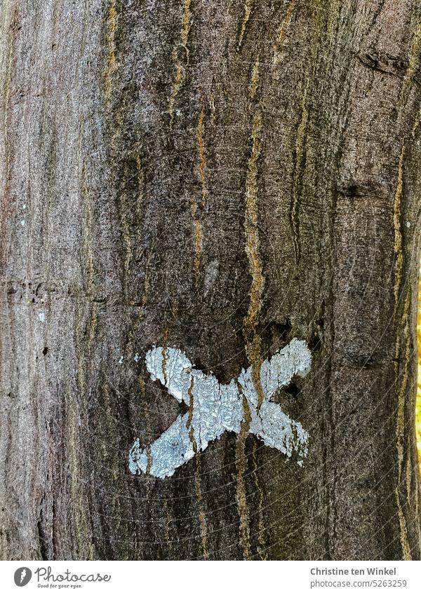 Ticked / mark on a tree trunk a Royalty Free Stock Photo from Photocase