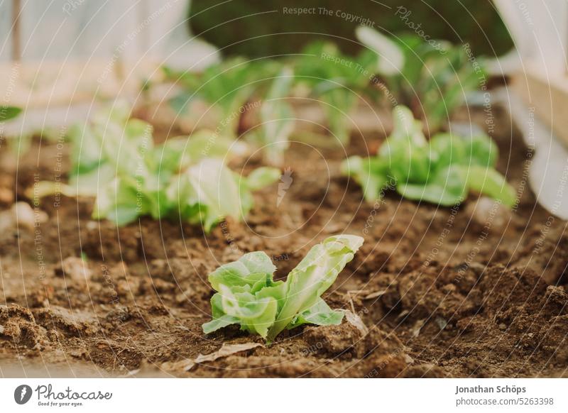 Lettuce grows in the covered raised bed wax Growth Domestic farming head of lettuce roofed Green Food Fresh Nutrition Organic produce Plant Nature self-grown