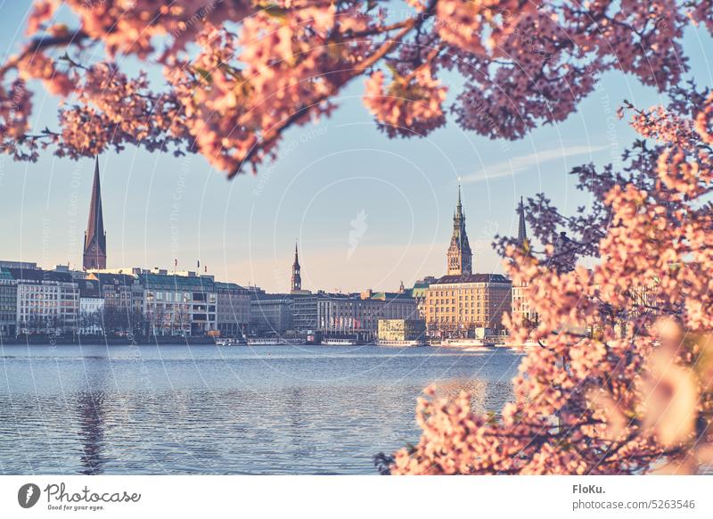 pink cherry blossom in Hamburg city center downtown Alster Hamburg city hall Cherry Exterior shot Colour photo Town Tourist Attraction Downtown Port City Water