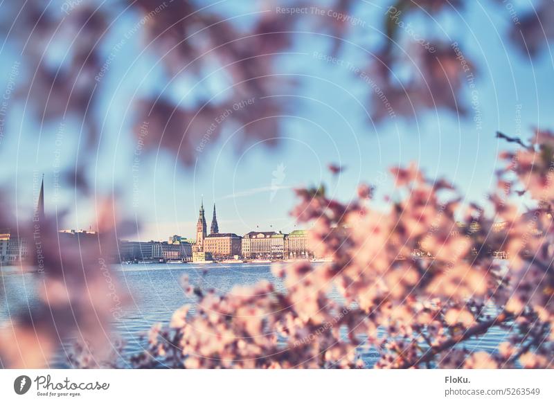 Cherry blossoms at the Binnenalster in Hamburg cherry blossom Alster binnelaster Town Port City Hamburg city hall Tourist Attraction Exterior shot Deserted