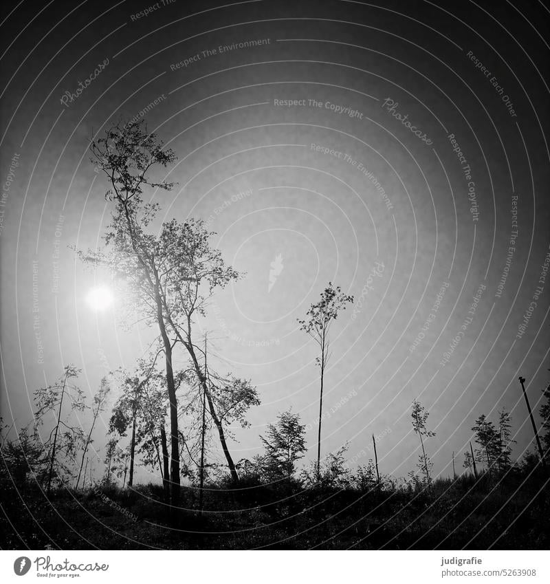 In the Harz Forest Forest death Tree Nature Environment Climate Climate change Environmental protection Square Black & white photo Sky trees Landscape forest