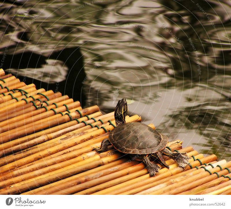 wanderlust Turtle Wanderlust Reptiles Mainau island Water Bamboo stick Armor-plated Neck Painted frog