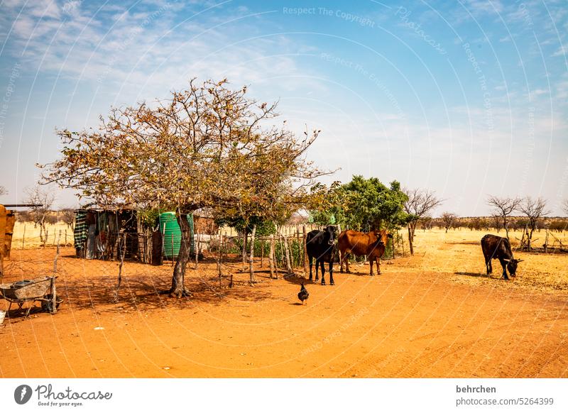 wild namibia Namibia Africa Damara land Hut at home dwell Life Poverty simple life Authentic Far-off places cows