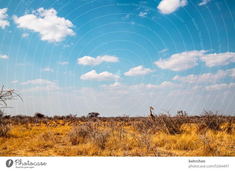 wild namibia wide aridity Fantastic Animal protection Wild animal Wilderness Giraffe Exceptional Safari Nature Landscape etosha national park Etosha Africa