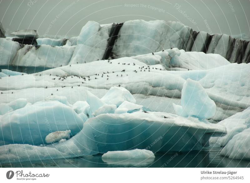 Glacial ice with volcanic ash and bird colony Glacier ice Glacial melt Ice formations Cold Frost Gray White light blue Blue stratified Iceland Climate matured