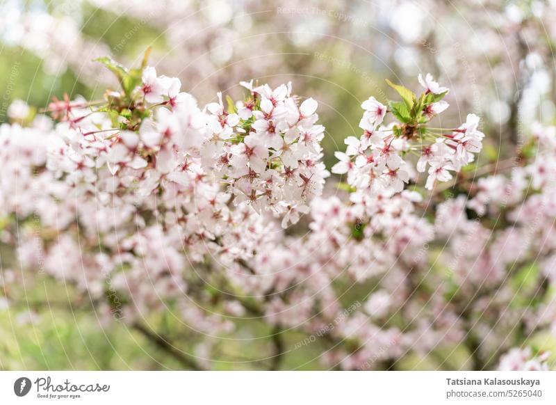 Selective focus of the Japanese cherry blossom tree Prunus nipponica Miyabe M.Hiroe Brilliant abundantly blooming April Japanese alpine cherry shrub sakura grow