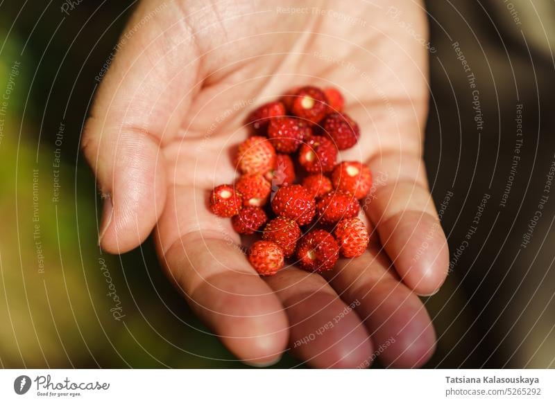 A handful of ripe red fresh wild strawberries in a man's hand. Fragaria vesca, commonly called the wild strawberry, woodland strawberry, Alpine strawberry, Carpathian strawberry or European strawberry