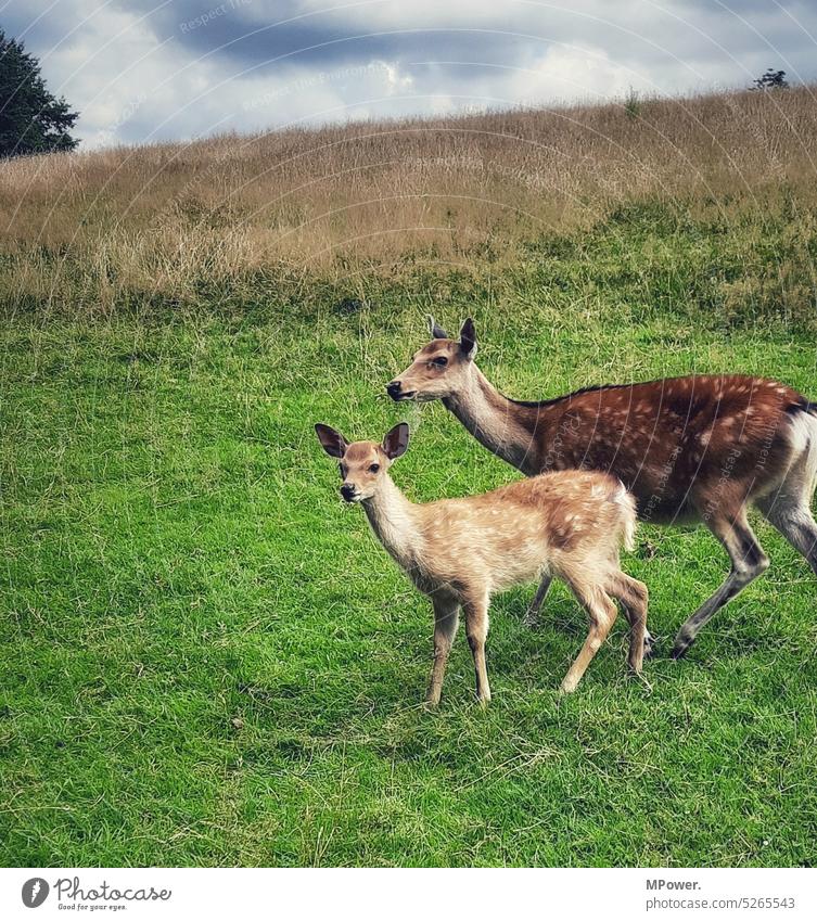 Bambi and his mother Roe deer Fawn Colour photo Field Wild animal Animal Exterior shot Nature Animal portrait Day Baby animal Deserted Pelt Forest