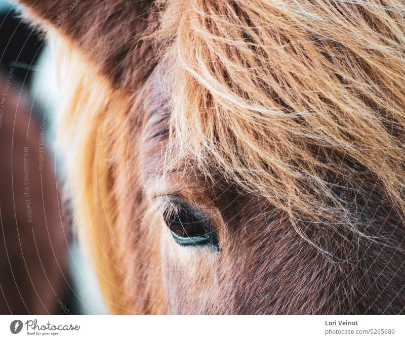 Horse Close Up Horse's head horse portrait Animal portrait Animal face Nature Brown Icelandic horse Looking Looking into the camera Colour photo Mane Eyes