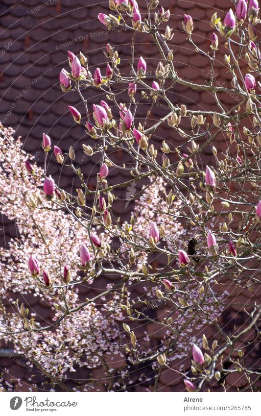 shortly before awakening magnolia Pink Spring Blossom Romance Spring fever Twig Branch Joie de vivre (Vitality) pink tree blossom Magnolia blossom Blossoming
