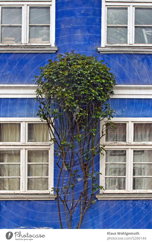A rosebush adorns a facade painted blue. The paint is peeling off from white stitched muntin windows. Facade House (Residential Structure) Window Architecture