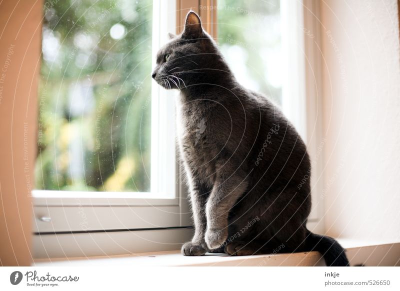 a new day begins Lifestyle Living or residing Flat (apartment) Room Window board Window pane Animal Pet Cat Domestic cat 1 Observe Crouch Looking Sit Wait