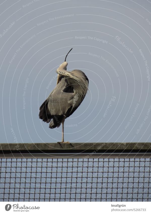 grey heron Grey heron Bird Animal Wild animal Heron Exterior shot Ardea cinerea Articulated Feather Care One-legged feathered polish Animal portrait Nature